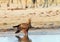 Tawney Eagle wading in a waterhole in Hwange National Park