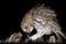 Tawney owl hunting at night portrait