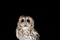 Tawney owl hunting at night portrait