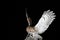 Tawney owl hunting at night portrait