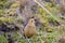 Tawny Antpitta   843398