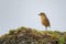 Tawny Antpitta - Grallaria quitensis