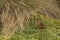 Tawny antpitta on a hill