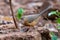 Tawny-bellied babbler Dumetia hyperythra also known as the rufous-bellied babbler, photographed in Mumbai