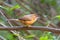 Tawny-bellied babbler Dumetia hyperythra also known as the rufous-bellied babbler, photographed in Mumbai
