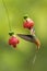 Tawny bellied hermit hummingbird in flight with green background in Ecuador