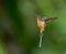 Tawny bellied hermit hummingbird in flight with green background in Ecuador