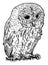 Tawny or Brown Owl Bird. Vector Drawing or Illustration
