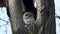 Tawny or Brown Owl (Strix aluco). The owl sits in a hollow, looks around and blinks