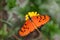 Tawny Coaster Acraea violae Butterfly