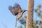 Tawny-crowned Honeyeater feeding