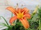 Tawny daylilies or The tiger lilies. Hemerocallis fulva.