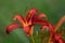 The tawny daylily Hemerocallis fulva