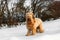 Tawny dog briard standing on snowdrift