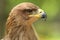 Tawny Eagle