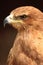 Tawny Eagle