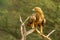 Tawny Eagle