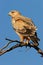 Tawny eagle