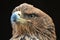 Tawny Eagle Aquila rapax