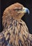 Tawny Eagle Aquila rapax