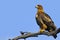 Tawny Eagle (Aquila rapax)