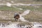 Tawny eagle or Aquila rapax bird of prey with a Spiny tailed lizard or Uromastyx kill in his claws in an open field at tal chhapar