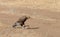 Tawny Eagle Aquila rapax eating a tortoise