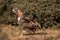 Tawny eagle or Aquila rapax on ground in natural green background at tal chhapar sanctuary rajasthan India