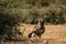 Tawny eagle or Aquila rapax on ground in natural green background at tal chhapar sanctuary rajasthan India