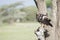 Tawny Eagle Aquila rapax Hunting from a Tree