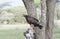 Tawny Eagle Aquila rapax Hunting from a Tree