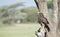 Tawny Eagle Aquila rapax Hunting from a Tree