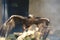 tawny eagle (Aquila rapax) open its wings