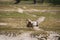 Tawny eagle or Aquila rapax portrait with a Spiny-tailed lizard kill