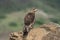 Tawny eagle, Aquila rapax, Saswad, Maharashtra, India