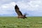 Tawny eagle bird in flight above green meadow at Serengeti National Park in Tanzania, Africa