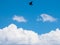 Tawny eagle bird flying high silhouette in the blue sky with white cloud