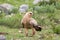 Tawny eagle bird of prey on green meadow at Serengeti in Tanzania, East Africa