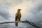 Tawny eagle bird of prey outh Africa safari wildlife