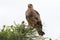 Tawny eagle bird of prey on top of Acacia tree at Serengeti in Tanzania, East Africa