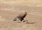 Tawny Eagle eating a tortoise