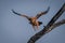 Tawny eagle flies away from dead branch