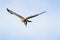 Tawny Eagle in flight