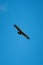 Tawny eagle glides under perfect blue sky