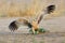 Tawny eagle hunting with open wings