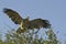 Tawny Eagle landing