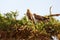 Tawny Eagle, Masai Mara