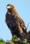 Tawny Eagle, Masai Mara