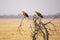 Tawny Eagle Pair Perched on Dead Treetop