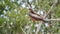 Tawny eagle perched on a dead limb